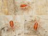 Erythracarus pyrrholeucus